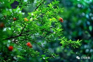 都市爆料石榴树视频,揭秘石榴树背后的惊人真相! 第1张 都市爆料石榴树视频,揭秘石榴树背后的惊人真相! 第1张